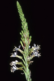 Oenothera curtiflora (= Gaura parviflora); this species 4+ feet tall along rural and farm roadsides in moist areas in Utah valley (and elsewhere). Its fruit is indehiscent (nutlet).